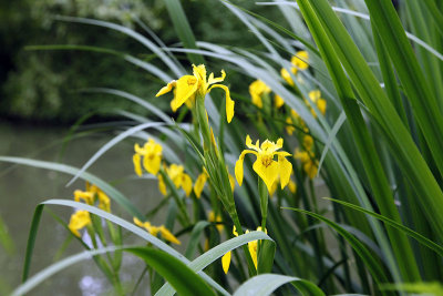 Iris jaune_0120.jpg