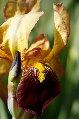 Iris_0165r.jpg