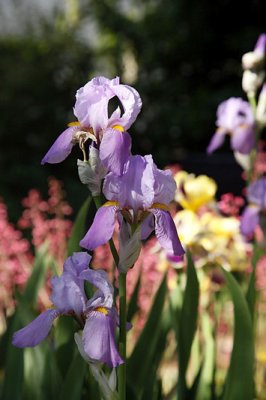 Iris_0185r.jpg