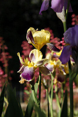 Iris_0187r.jpg