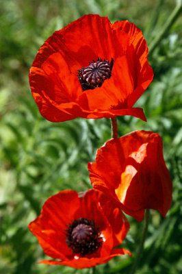 Pavots_0191r.jpg
