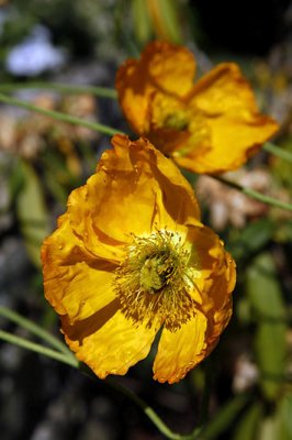 Pavots_0196r.jpg