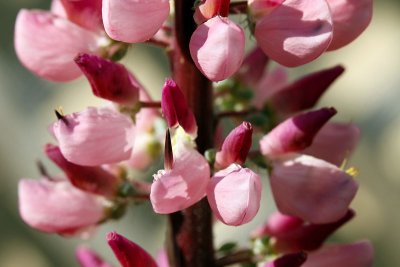 Lupin_0150r.jpg