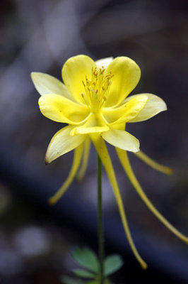 Ancolie_0383r.jpg