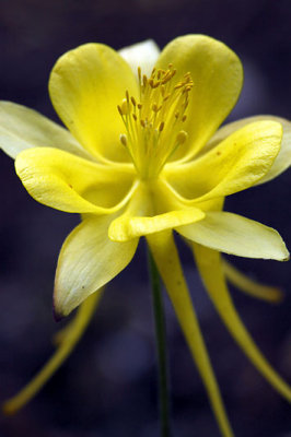 Ancolie_0387r.jpg