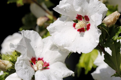 Duo bicolore_0738r.jpg