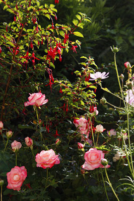 Fuschias Roses Cosmos_0589r.jpg