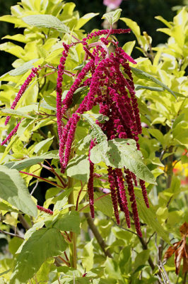 Amarante queue de renard_0767r.jpg