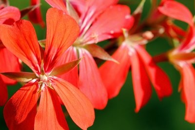 Symphonie rouge_0855r.jpg