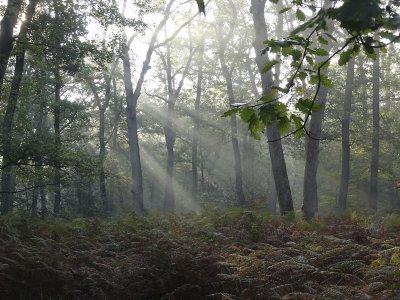 Rayons d'automne_02068r.jpg