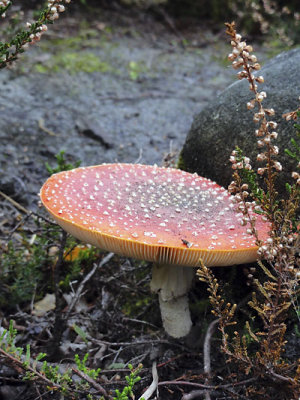 Dangereux_02058r.jpg