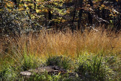 Herbes rousses_1038r.jpg