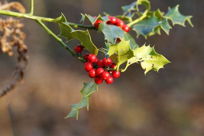 Rouge vert piquant_0919r.jpg
