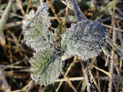 Batons de givre_02320r.jpg