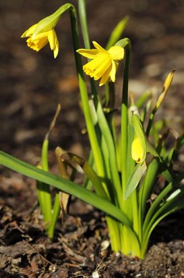 Duo de narcisses_1104r.jpg