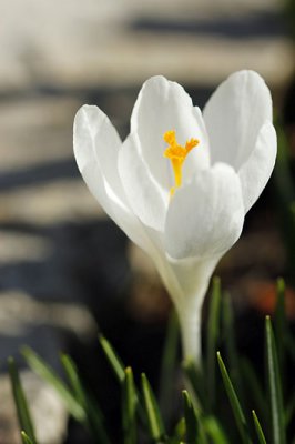 Crocus_1097r.jpg