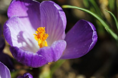 Crocus_1090r.jpg