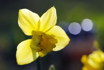 Narcisse habit_1120r.jpg