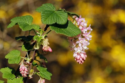 Grappes roses_1229r.jpg