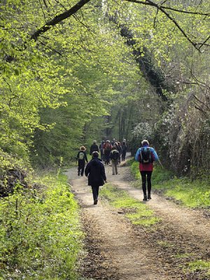 Sous-bois verdoyant_02555r.jpg