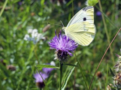 Bouville - Chteau de Farcheville_03576r.jpg