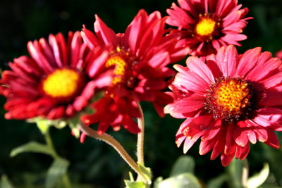 Gaillarde_7019r.jpg