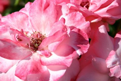 Rose_7568r.jpg