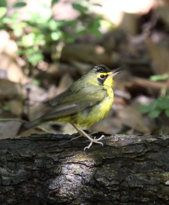 AIMG_0605a.jpg