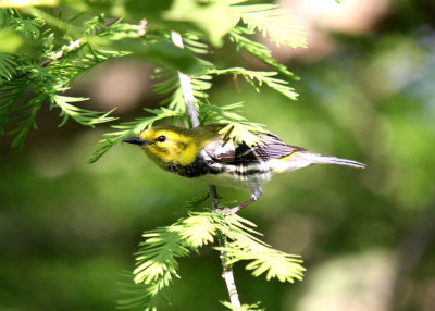 AIMG_1391a.jpg
