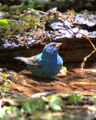 AIMG_4422a.jpg
