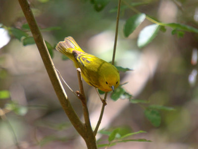 AIMG_4496a.jpg