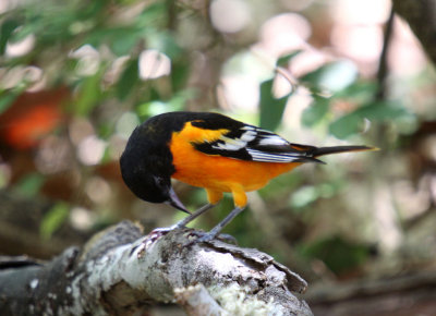 AIMG_4819a.jpg