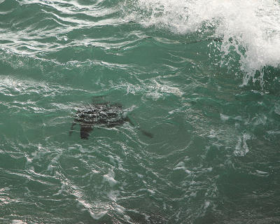 Turtle feeding in the surf II.