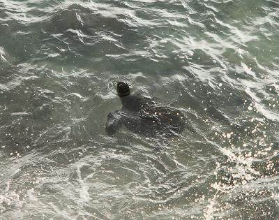 Turtle feeding in the surf I.