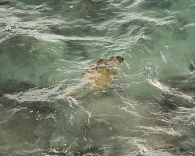 Turtle feeding in the surf III.