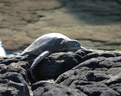Resting on the rocks II.