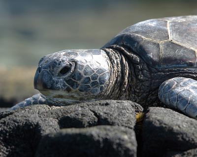 Resting on the rocks III.