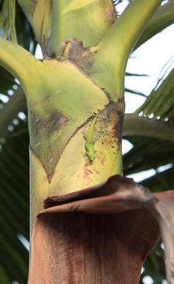 Starbucks gecko.
