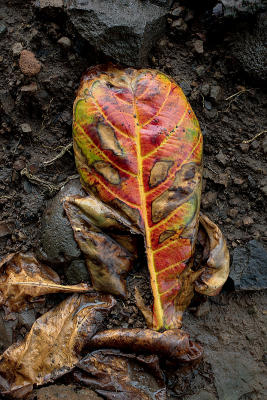 Fallen leaf.