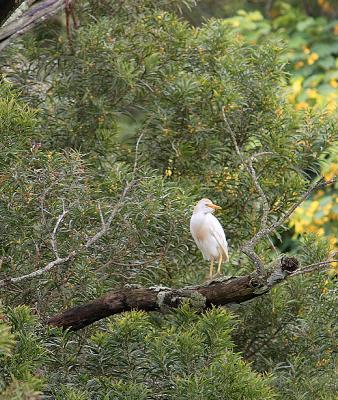Cattle egret. Hard to get close to.