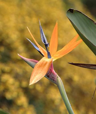 Bird of paradise flower. Nicest one we saw on this trip.