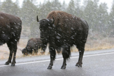 Yellowstone 2005