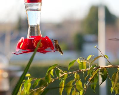 Hummingbirds