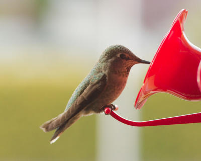 g4/31/650031/3/61117181.HummingbirdsSTP_0203.jpg