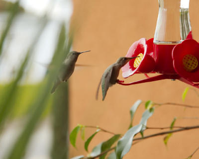 Hummingbirds