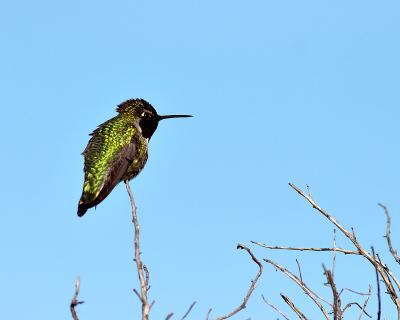 bayland_hummingbirds