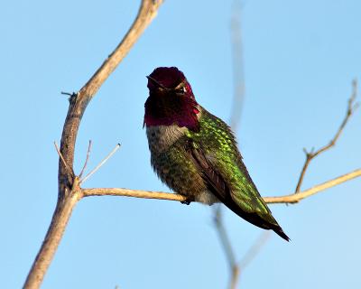 IMG_3527.jpg