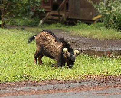Safe goat.