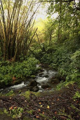 Walk to Akaka falls.