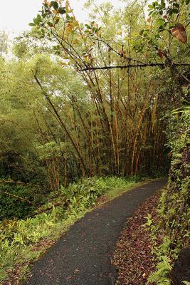 Walk to Akaka falls.